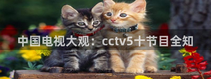 松鼠体育：中国电视大观：cctv5十节目全知